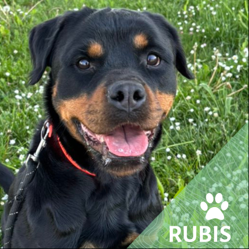 Rubis