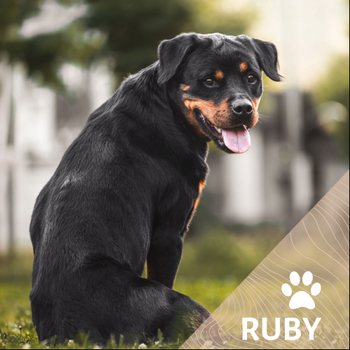 Rubis