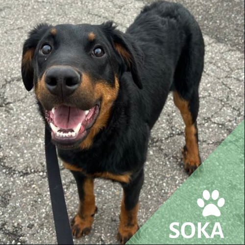 Soka
