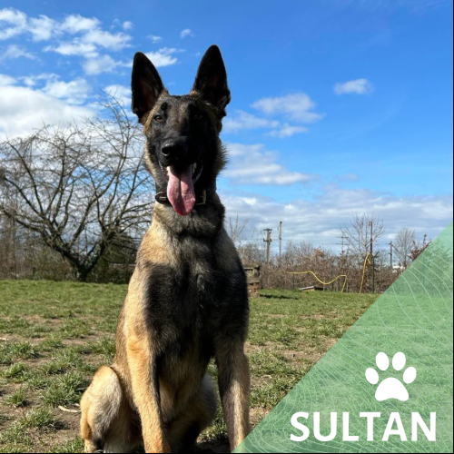 Sultan