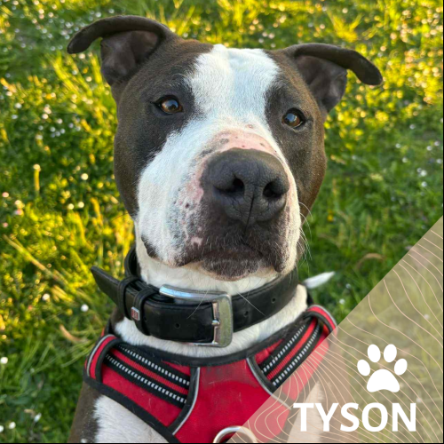 TYSON