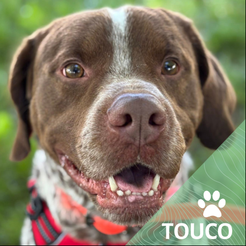 Touco