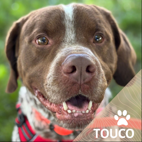 Touco