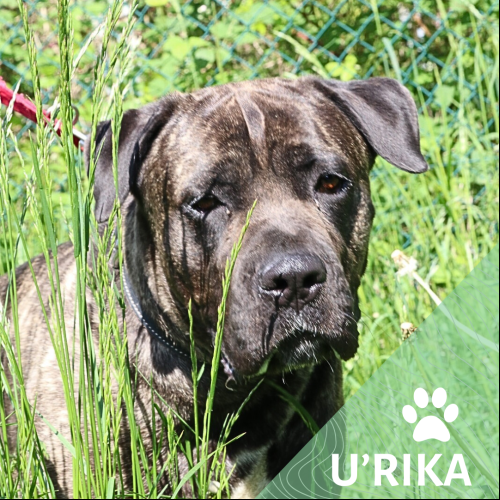U'Rika