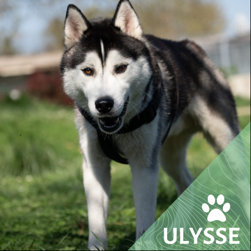 Ulysse