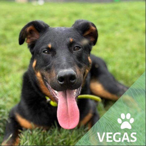 Vegas