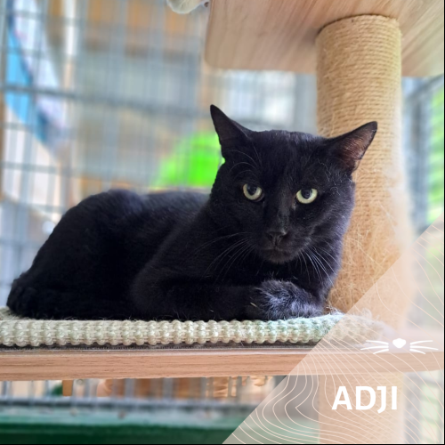 Adji