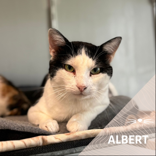 Albert