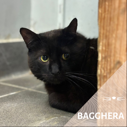 Bagghera