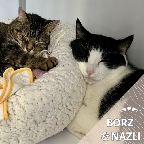 Borz et Nazli