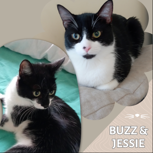 Buzz et Jessie