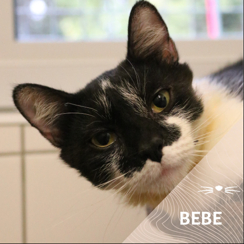 Bébé