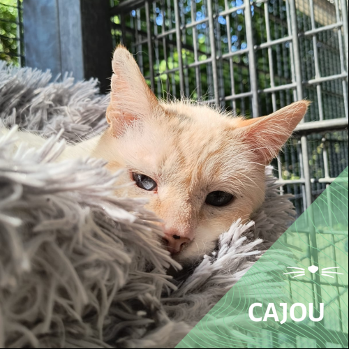 Cajou