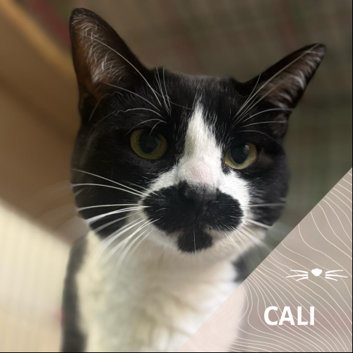 Cali