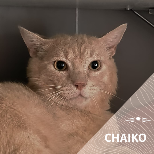 Chaiko