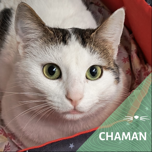 Image Chaman