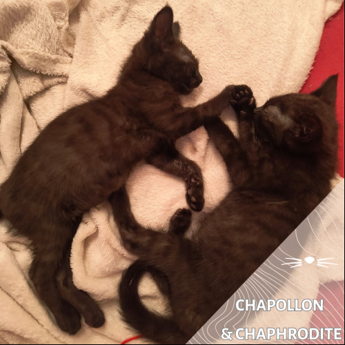 Chapollon et Chaphrodite