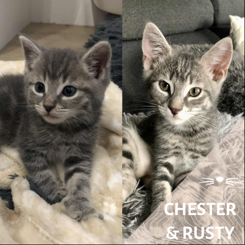 Chester et Rusty