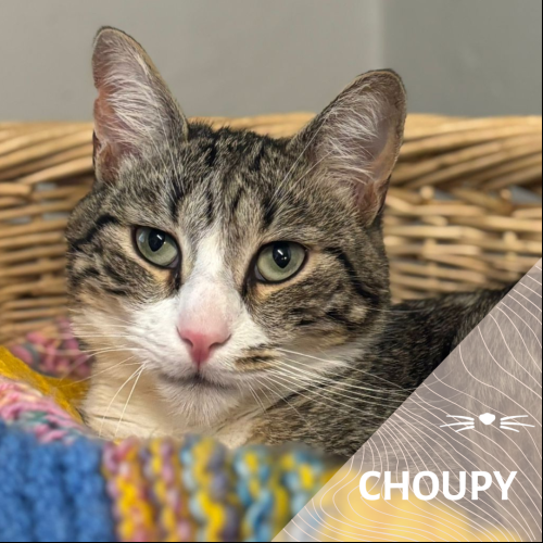 Choupy