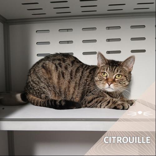 Citrouille