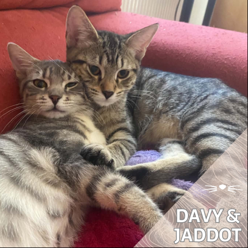 Davy & Jaddot