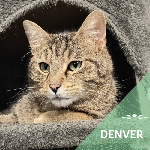 Denver