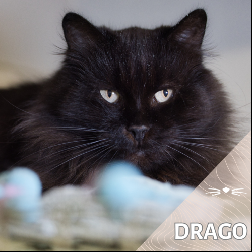 Drago