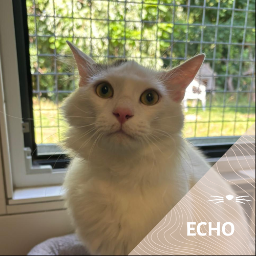 Echo