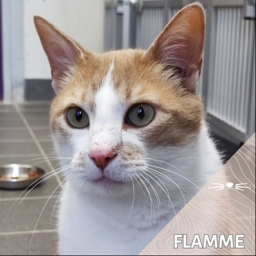 Flamme