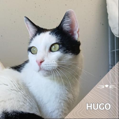 Hugo