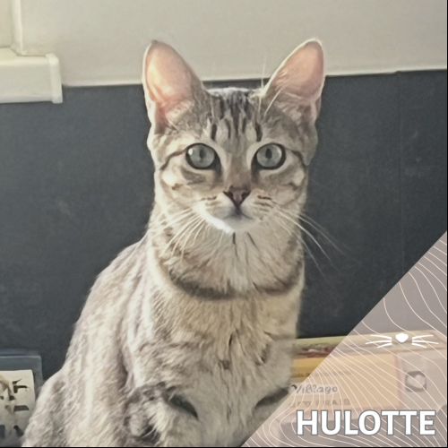 Hulotte