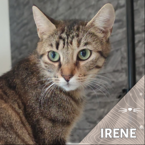 Irène