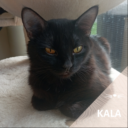 Kala