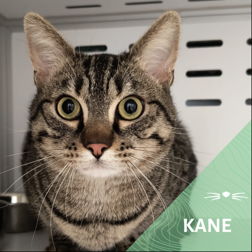 Kane