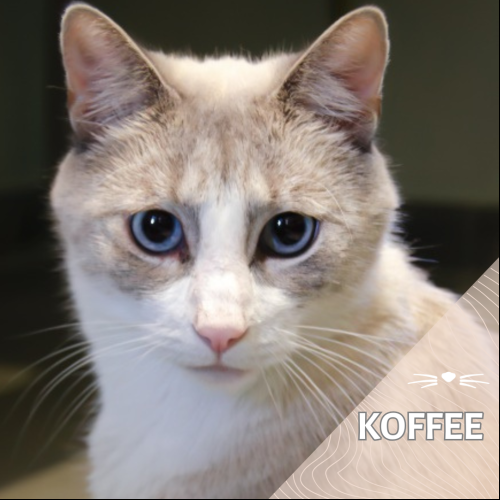Koffee