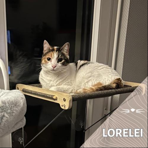 Lorelei