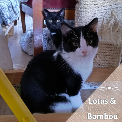 Lotus & Bambou