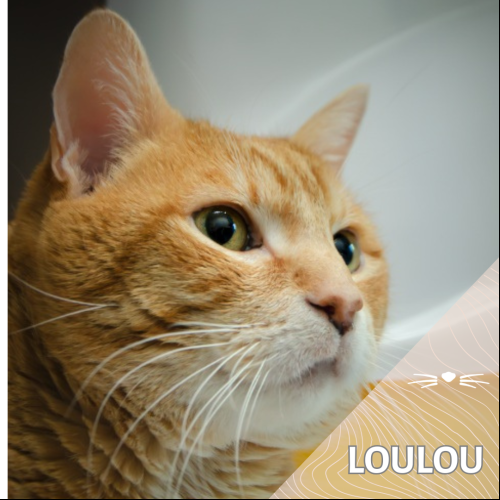 Loulou