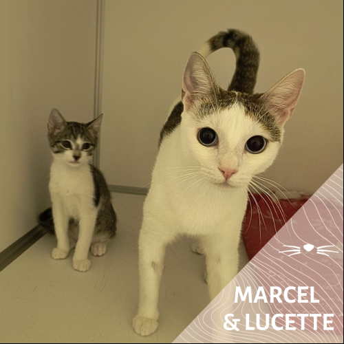 Marcel & Lucette