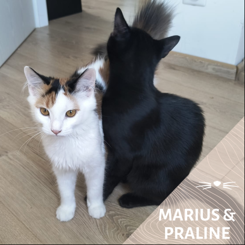 Marius et Praline