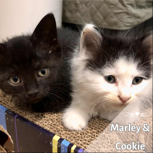 Marley et Cookie