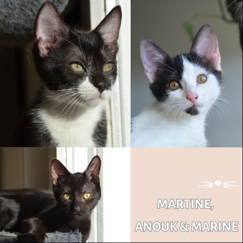 Martine, Marine et Anouk