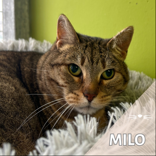 Milo