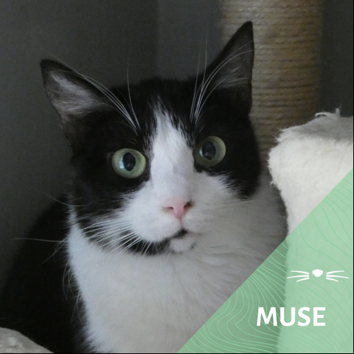 Muse