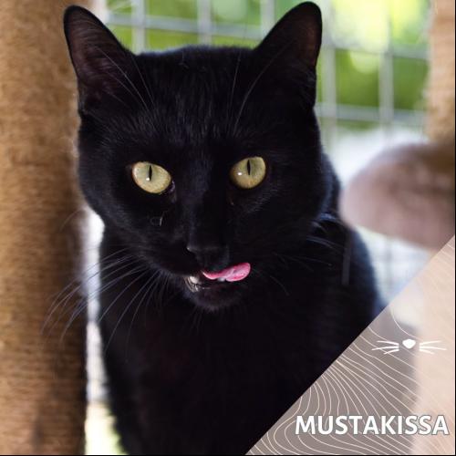 Mustakissa
