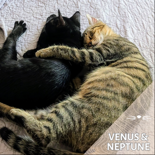 Neptune et Venus