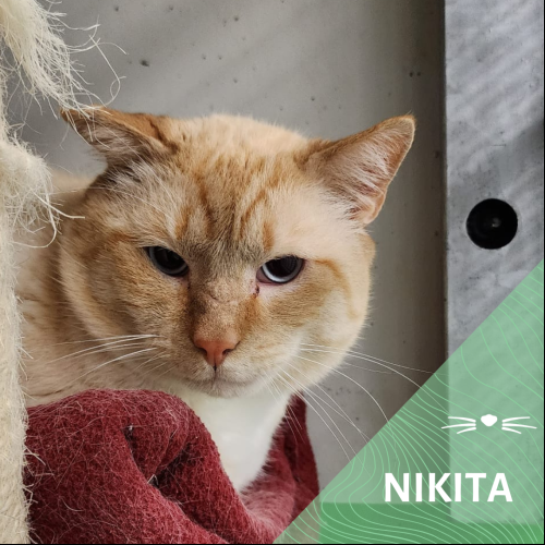Nikita