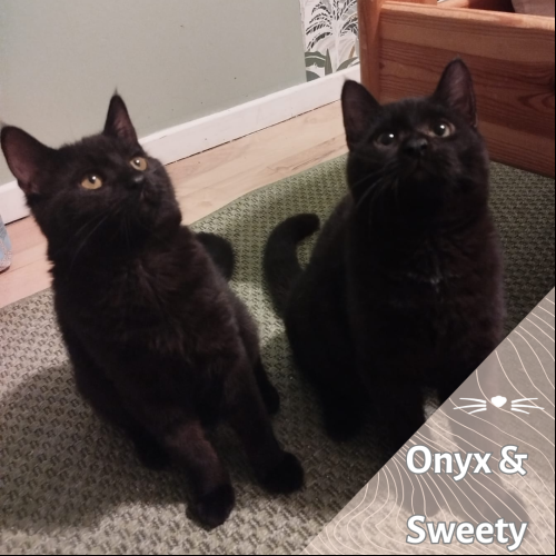 Onyx et Sweety