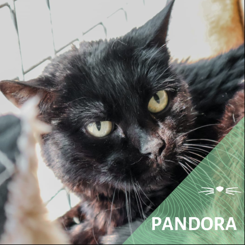 Pandora