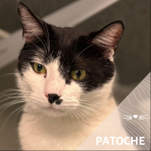 Patoche